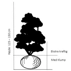 Siriu Planter Butik -Siriu Planter Butik 105 med klump 125 150 cm ekstra kraftige 771d