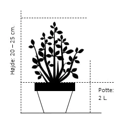 Kæmpethuja '4ever Goldy' Thuja Plicata '4ever Goldy' Potte 2,0 Liter,- 20-25 Cm. 4 Kæmpethuja '4ever Goldy' Thuja Plicata '4ever Goldy' Potte 2,0 Liter,- 20-25 Cm. - Billede 2
