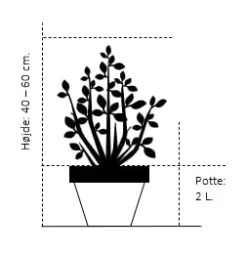 Almindelig Søjletaks 'Robusta Green' Taxus Baccata 'Robusta Green' Potte 2,0 Liter,- 40-60 Cm.
