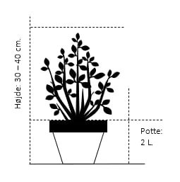 'Daisy's White' Picea Glauca 'Daisy's White' (dværgform) Potte 2,0 Liter,- 30-40 Cm. 3 'Daisy's White' Picea Glauca 'Daisy's White' (dværgform) Potte 2,0 Liter,- 30-40 Cm.