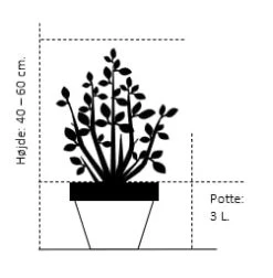 Hvidgran Picea Glauca Potte 3,0 Liter,- 40-60 Cm. -Siriu Planter Butik 197 potte 3 0 liter 40 60 cm 8066 4