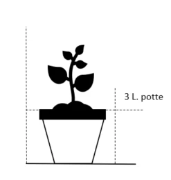 Smalbladet Elefantgræs 'Graziella' Miscanthus Sinensis 'Graziella' 3,0 Liter Potte -Siriu Planter Butik 198 3 0 liter potte 21ae 9