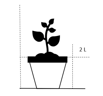 Kæmpefjergræs Stipa Gigantea Potte 2 Liter. 4 Kæmpefjergræs Stipa Gigantea Potte 2 Liter. - Billede 2