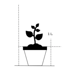 Mosebunke 'Bronzeschleier' Deschampsia Cespitosa 'Bronzeschleier' 1 Liter Potte 5 Mosebunke 'Bronzeschleier' Deschampsia Cespitosa 'Bronzeschleier' 1 Liter Potte -Siriu Planter Butik 25 1 liter potte c4a2 27