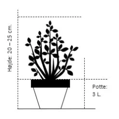 Almindelig Thuja 'Teddy' Thuja Occidentalis 'Teddy' (dværgform) Potte 3,0 Liter,- 20-25 Cm. -Siriu Planter Butik 286 potte 3 0 liter 20 25 cm 2060 2