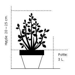 Blågran 'Karpaten' Picea Pungens 'Karpaten' Potte 3,0 Liter,- 20-25 Cm. 4 Blågran 'Karpaten' Picea Pungens 'Karpaten' Potte 3,0 Liter,- 20-25 Cm. - Billede 2