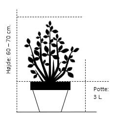 Sukkertopgran 'Conica' Picea Glauca 'Conica' (dværgform) Potte 3,0 Liter,- 60-70 Cm. 4 Sukkertopgran 'Conica' Picea Glauca 'Conica' (dværgform) Potte 3,0 Liter,- 60-70 Cm. - Billede 2