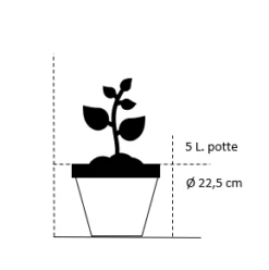 Pampasgræs Cortaderia Selloana 5 Liter Potte -Siriu Planter Butik 34 5 liter potte 2f6e 8