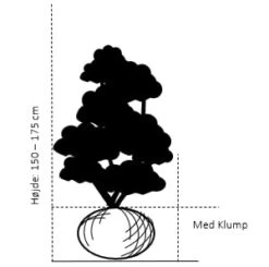 Siriu Planter Butik -Siriu Planter Butik 363 med klump 150 175 cm 03e4 5