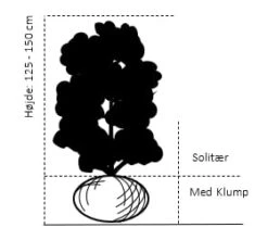 Storfrugtet Surbær Aronia Melanocarpa Solitær Busk 125-150 Cm., Med Klump -Siriu Planter Butik 670 solitaer busk 125 150 cm med klump 81eb 2
