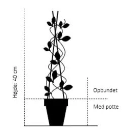 Siriu Planter Butik -Siriu Planter Butik 856 opbundet til ca 40 cm med potte 83ca