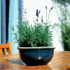 Ægte Lavendel Lavandula Angustifolia Pose Med Frø Eller Løg, 15 -Siriu Planter Butik fi10184 lavandula angustifolia 03ab
