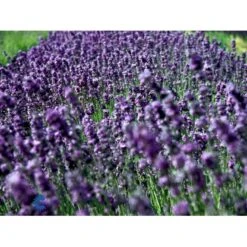 Ægte Lavendel Lavandula Angustifolia Pose Med Frø Eller Løg, 15 -Siriu Planter Butik fi10184 lavandula angustifolia 8fbf