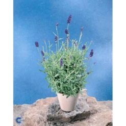 Ægte Lavendel Lavandula Angustifolia Pose Med Frø Eller Løg, 15 -Siriu Planter Butik fi10184 lavandula angustifolia fbba