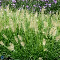 Lampepudsergræs 'Hameln' Pennisetum Alopecuroides 'Hameln' 1 Liter Potte -Siriu Planter Butik fi11051 pennisetum alopecuroides hameln 40c7