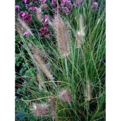 Lampepudsergræs 'Hameln' Pennisetum Alopecuroides 'Hameln' 1 Liter Potte -Siriu Planter Butik fi11051 pennisetum alopecuroides hameln 4908