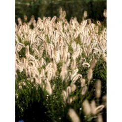 Lampepudsergræs 'Hameln' Pennisetum Alopecuroides 'Hameln' 1 Liter Potte -Siriu Planter Butik fi11051 pennisetum alopecuroides hameln 5949