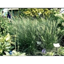 Lampepudsergræs 'Hameln' Pennisetum Alopecuroides 'Hameln' 1 Liter Potte -Siriu Planter Butik fi11051 pennisetum alopecuroides hameln 6e20