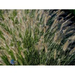 Lampepudsergræs 'Hameln' Pennisetum Alopecuroides 'Hameln' 1 Liter Potte -Siriu Planter Butik fi11051 pennisetum alopecuroides hameln d76b