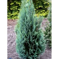 Blå Cypres Til Hæk Chamaecyparis Lawsoniana 'Columnaris' Potte 3,0 Liter,- 40-60 Cm. -Siriu Planter Butik fi1140 chamaecyparis laws columnaris 2a8a