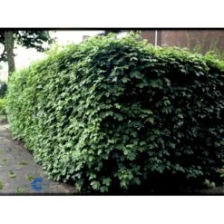 Naur Acer Campestre Solitær Busk 150-200 Cm. Høj,- 60-100 Cm. Bred. -Siriu Planter Butik fi13628 acer campestre 10fa