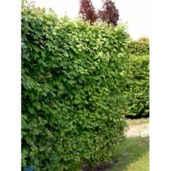Naur Acer Campestre Solitær Busk 150-200 Cm. Høj,- 60-100 Cm. Bred. -Siriu Planter Butik fi13628 acer campestre 5b8d