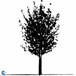 Naur Acer Campestre Solitær Busk 150-200 Cm. Høj,- 60-100 Cm. Bred. -Siriu Planter Butik fi13628 acer campestre 66aa