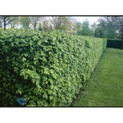 Naur Acer Campestre Solitær Busk 150-200 Cm. Høj,- 60-100 Cm. Bred. -Siriu Planter Butik fi13628 acer campestre 9fb6