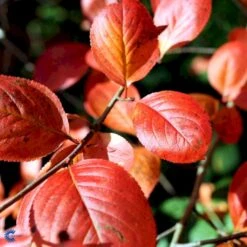 Storfrugtet Surbær Aronia Melanocarpa Solitær Busk 125-150 Cm., Med Klump -Siriu Planter Butik fi13767 aronia melanocarpa 2ada