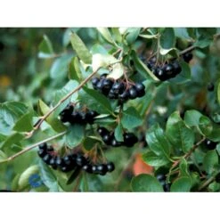 Storfrugtet Surbær Aronia Melanocarpa Solitær Busk 125-150 Cm., Med Klump -Siriu Planter Butik fi13767 aronia melanocarpa 5598
