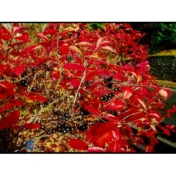 Storfrugtet Surbær Aronia Melanocarpa Solitær Busk 125-150 Cm., Med Klump -Siriu Planter Butik fi13767 aronia melanocarpa 906f