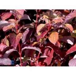 Rødgrenet Kornel 'Sibirica' Cornus Alba 'Sibirica' Barrods,- 1 års (0/1) 50-80 Cm. -Siriu Planter Butik fi14314 cornus alba sibirica 12d8