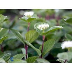 Rødgrenet Kornel 'Sibirica' Cornus Alba 'Sibirica' Barrods,- 1 års (0/1) 50-80 Cm. -Siriu Planter Butik fi14314 cornus alba sibirica 9caf