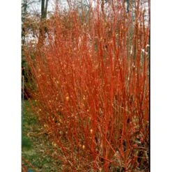 Rødgrenet Kornel 'Sibirica' Cornus Alba 'Sibirica' Barrods,- 1 års (0/1) 50-80 Cm. -Siriu Planter Butik fi14314 cornus alba sibirica add9