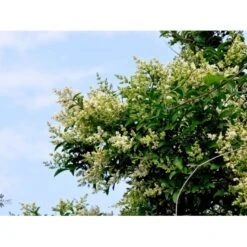 Storbladet Liguster Ligustrum Ovalifolium Potte 15 Liter,- 150-175 Cm. -Siriu Planter Butik fi15444 ligustrum ovalifolium 1848 1