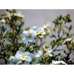 Hvid Buskpotentil 'Abbotswood' Potentilla Fruticosa 'Abbotswood' Plug + 2 års, 30-50 Cm. -Siriu Planter Butik fi15797 potentilla fruticosa abbotswood c98a