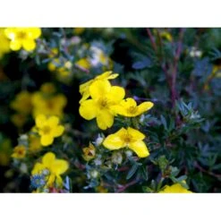 Gul Buskpotentil 'Goldfinger' Potentilla Fruticosa 'Goldfinger' Plug + 2 års, 30-50 Cm. -Siriu Planter Butik fi15811 potentilla fruticosa goldfinger 0a75