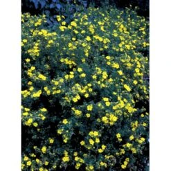 Gul Buskpotentil 'Goldfinger' Potentilla Fruticosa 'Goldfinger' Plug + 2 års, 30-50 Cm. -Siriu Planter Butik fi15811 potentilla fruticosa goldfinger 8932