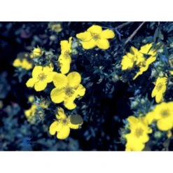 Gul Buskpotentil 'Goldfinger' Potentilla Fruticosa 'Goldfinger' Plug + 2 års, 30-50 Cm. -Siriu Planter Butik fi15811 potentilla fruticosa goldfinger bed0