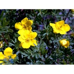 Gul Buskpotentil 'Goldfinger' Potentilla Fruticosa 'Goldfinger' Plug + 2 års, 30-50 Cm. -Siriu Planter Butik fi15811 potentilla fruticosa goldfinger dd6c