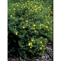 Gul Lav Buskpotentil 'Kobold' Potentilla Fruticosa 'Kobold' Plug + 2 år, 15-30 Cm. -Siriu Planter Butik fi15822 potentilla fruticosa kobold 5b68