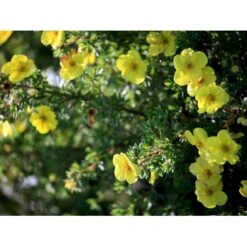 Gul Lav Buskpotentil 'Kobold' Potentilla Fruticosa 'Kobold' Plug + 2 år, 15-30 Cm. -Siriu Planter Butik fi15822 potentilla fruticosa kobold 7dd1
