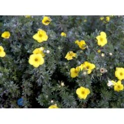 Gul Lav Buskpotentil 'Kobold' Potentilla Fruticosa 'Kobold' Plug + 2 år, 15-30 Cm. -Siriu Planter Butik fi15822 potentilla fruticosa kobold 86d6