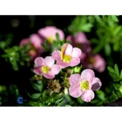 Pink Buskpotentil 'Lovely Pink' Potentilla Fruticosa 'Lovely Pink' Plug + 2 års, 20-40 Cm. -Siriu Planter Butik fi15836 potentilla fruticosa pink beauty 6d2f