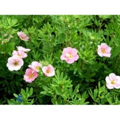Pink Buskpotentil 'Lovely Pink' Potentilla Fruticosa 'Lovely Pink' Plug + 2 års, 20-40 Cm. -Siriu Planter Butik fi15836 potentilla fruticosa pink beauty 9050