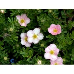 Pink Buskpotentil 'Lovely Pink' Potentilla Fruticosa 'Lovely Pink' Plug + 2 års, 20-40 Cm. -Siriu Planter Butik fi15836 potentilla fruticosa pink beauty c020
