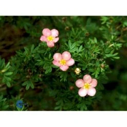 Pink Buskpotentil 'Lovely Pink' Potentilla Fruticosa 'Lovely Pink' Plug + 2 års, 20-40 Cm. -Siriu Planter Butik fi15836 potentilla fruticosa pink beauty c8a8