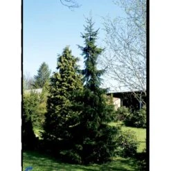 Serbisk Søjlegran Picea Omorika Potte 5,0 Liter,- 50-60 Cm. -Siriu Planter Butik fi1584 picea omorika 5ed5