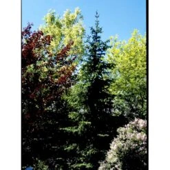 Serbisk Søjlegran Picea Omorika Potte 5,0 Liter,- 50-60 Cm. -Siriu Planter Butik fi1584 picea omorika c28b