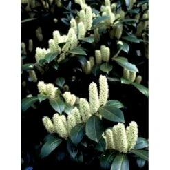 Kirsebærlaurbær 'Caucasica' Prunus Laurocerasus 'Caucasica' Med Klump,- 125-150 Cm. -Siriu Planter Butik fi15868 prunus laurocerasus caucasica 0755